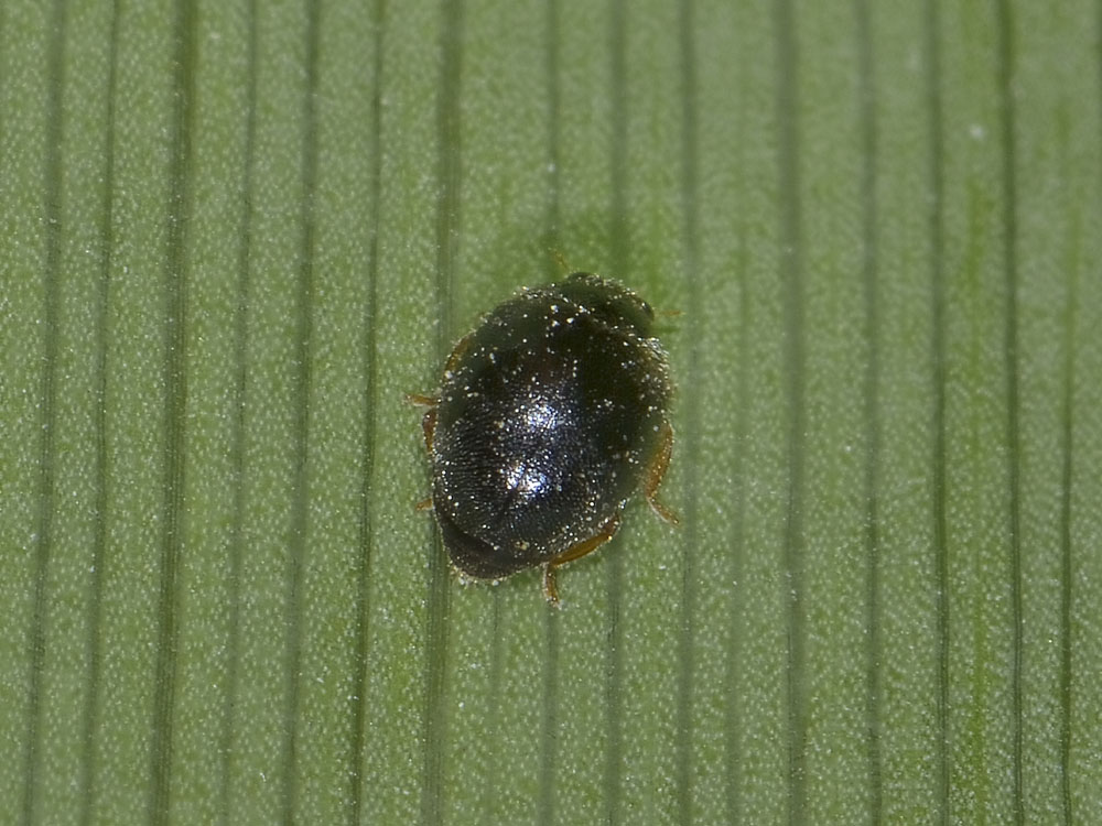 Coccinellidae: Scymnus cfr. femoralis? S.
